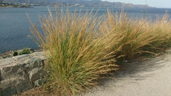 Heteropogon contortus
