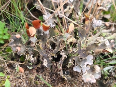 Peltigera rufescens