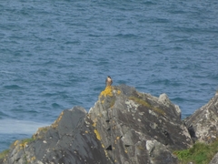 Falco peregrinus brookei