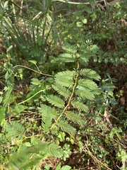 Chamaecrista