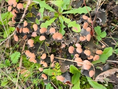 Peltigera rufescens