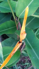 Heliconia longiflora