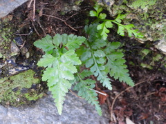 Asplenium adiantum-nigrum