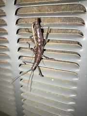 Anisomorpha buprestoides