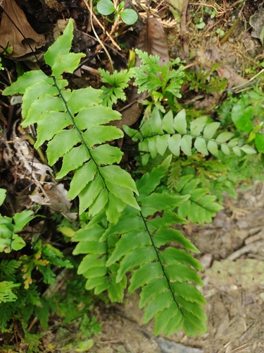Image of Stalked Maidenhair Fern (Adiantum petiolatum) by (c) Olvin Wilfredo Oyuela, some rights reserved (CC BY-SA)