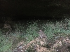 Mononeuria cumberlandensis