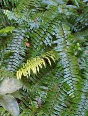 Nephrolepis exaltata