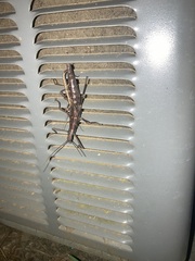 Anisomorpha buprestoides