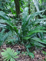Cyclanthus bipartitus