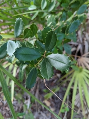 Ilex opaca