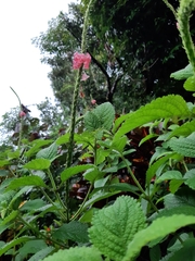 Stachytarpheta mutabilis