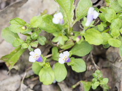 Mazus pumilus