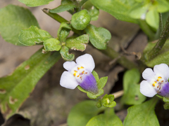 Mazus pumilus