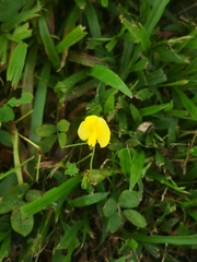 Arachis duranensis