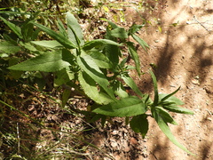 Aristeguietia salvia