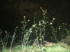 Mononeuria cumberlandensis