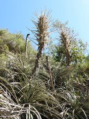 Puya