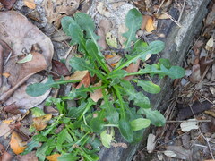 Hypochaeris radicata