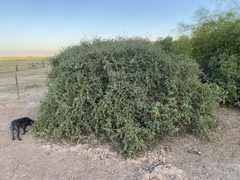 Lycium boerhaviifolium