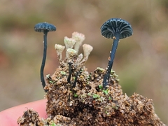 Arrhenia chlorocyanea