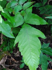 Tectaria heracleifolia