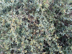Lycium boerhaviifolium