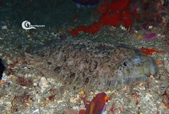 Zeugopterus punctatus