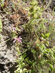 Stachys grandidentata