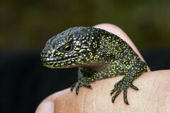 Abronia monticola