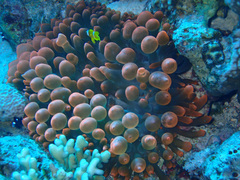 Entacmaea quadricolor