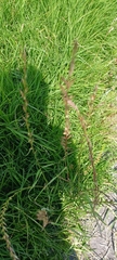 Echinochloa colona