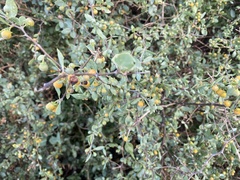 Lycium boerhaviifolium