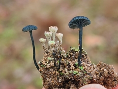 Arrhenia chlorocyanea