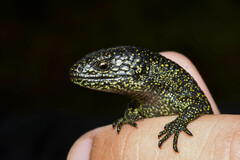 Abronia monticola