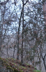 Cupressus sempervirens