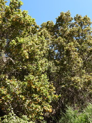 Cryptocarya alba