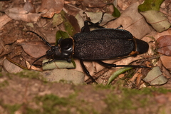 Acanthinodera cumingii