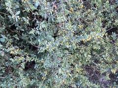Lycium boerhaviifolium