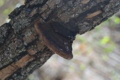 Fomitiporia robusta