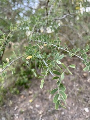Geoffroea decorticans