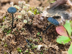 Arrhenia chlorocyanea
