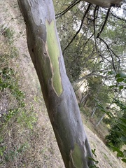 Geoffroea decorticans