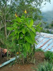 Heliconia hirsuta