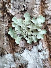 Flavoparmelia caperata