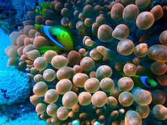 Entacmaea quadricolor