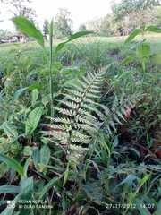 Pityrogramma calomelanos