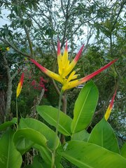 Heliconia hirsuta