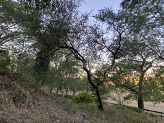 Geoffroea decorticans