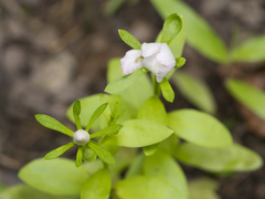 Mazus pumilus