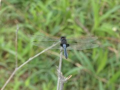 Urothemis edwardsii